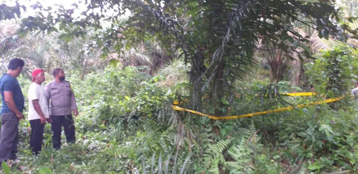 pemuda meninggal tergantung di asahan Pohon damuli tempat ditemukannya HS, Dusun IV Desa Ledong Timur Kecamatan Aek Ledong Kabupaten Asahan tergantung dalam konidisi meninggal dunia, Kamis (20/7/2023). (Dokumentasi pribadi)