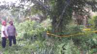 pemuda meninggal tergantung di asahan Pohon damuli tempat ditemukannya HS, Dusun IV Desa Ledong Timur Kecamatan Aek Ledong Kabupaten Asahan tergantung dalam konidisi meninggal dunia, Kamis (20/7/2023). (Dokumentasi pribadi)