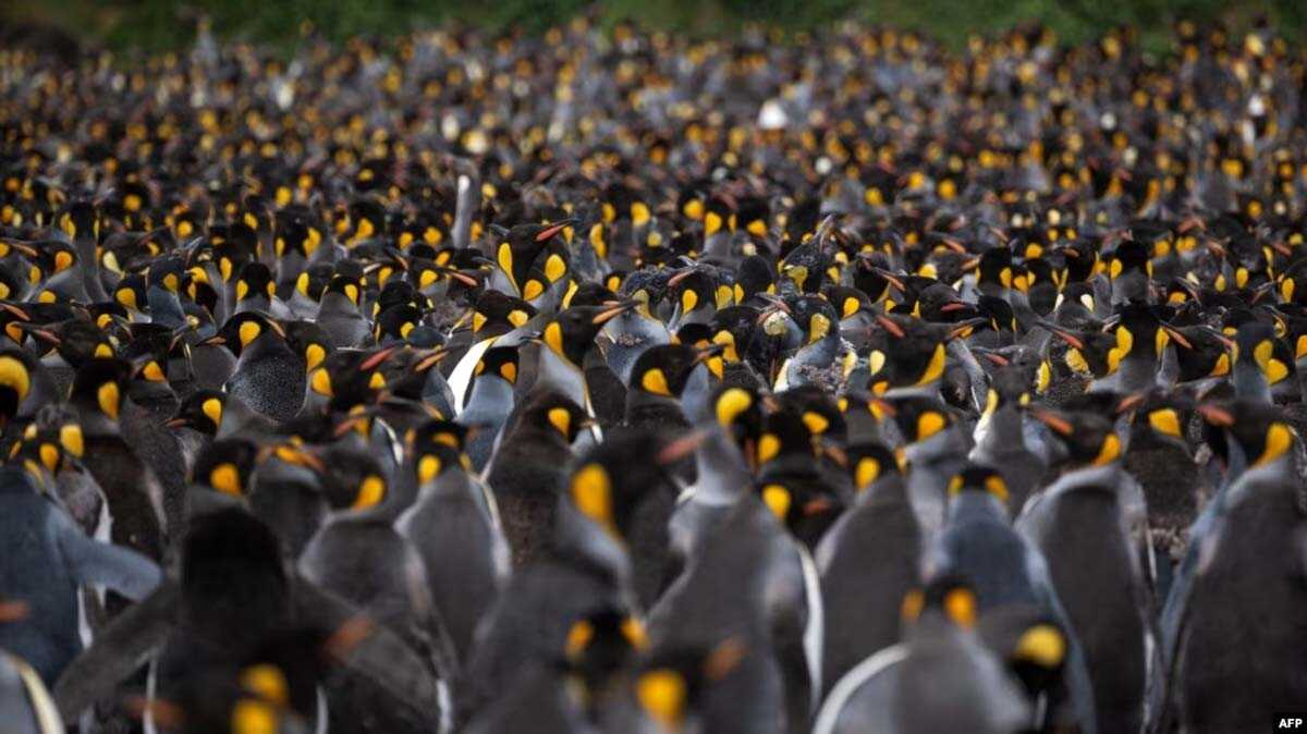 penguin Ribuan penguin (Manchots Royaux) di Pulau Possession, bagian dari Kepulauan Crozet yang merupakan kepulauan sub-Antartika dari pulau-pulau kecil di Samudera Hindia bagian selatan. (Foto: AFP)