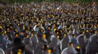 penguin Ribuan penguin (Manchots Royaux) di Pulau Possession, bagian dari Kepulauan Crozet yang merupakan kepulauan sub-Antartika dari pulau-pulau kecil di Samudera Hindia bagian selatan. (Foto: AFP)