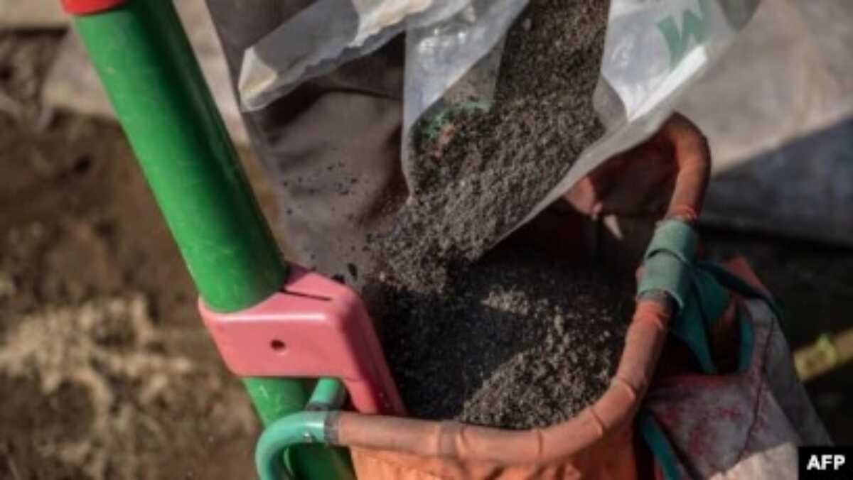 pupuk kotoran manusia di jepang Nobuyoshi Fujiwara, seorang pemilik kebun selada, memasukkan pupuk buatan kotoran manusia (shimogoe) ke dalam alat penyebar pupuk di kebunnya di kota Yokosuka, prefektur Kanagawa, 13 Juni 2023. (Yuichi YAMAZAKI/AFP)