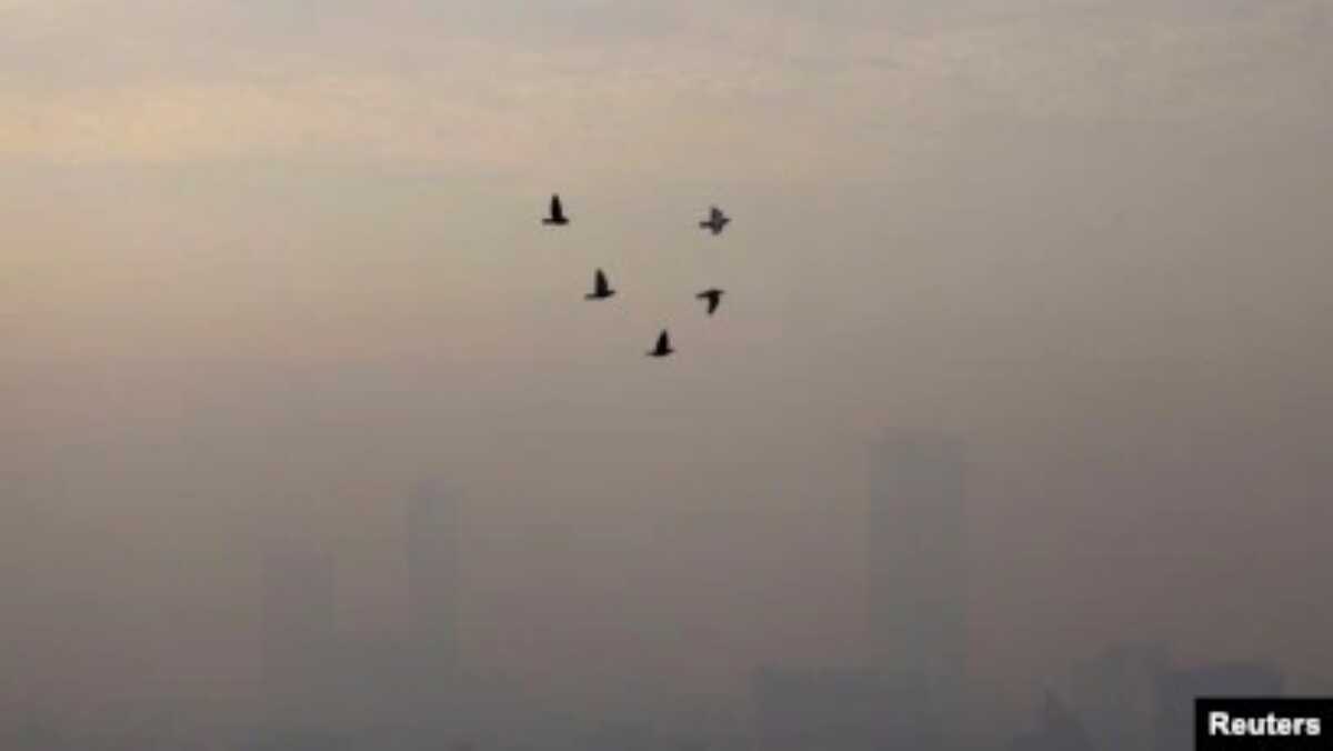 burung dan polusi udara di jakarta Burung-burung terbang pada pagi hari di Jakarta yang diselimuti asap polusi, 27 Mei 2022. (Foto: Willy Kurniawan/Reuters)