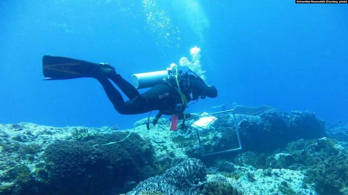 Seorang penyelam mulai kegiatan pemulihan terumbu karang yang rusak akibat penangkapan ikan menggunakan peledak atau memanen terumbu karang untuk dijual sebagai ornamen, 5 November 2014. (Foto: Universitas Hasanuddin)