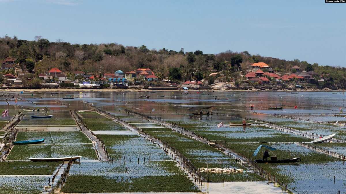 FILE - Areal budidaya rumput laut saat air surut, di tengah wabah COVID-19 di Nusa Lembongan, Bali, 25 September 2020. (Foto: REUTERS/Nyimas Laula)