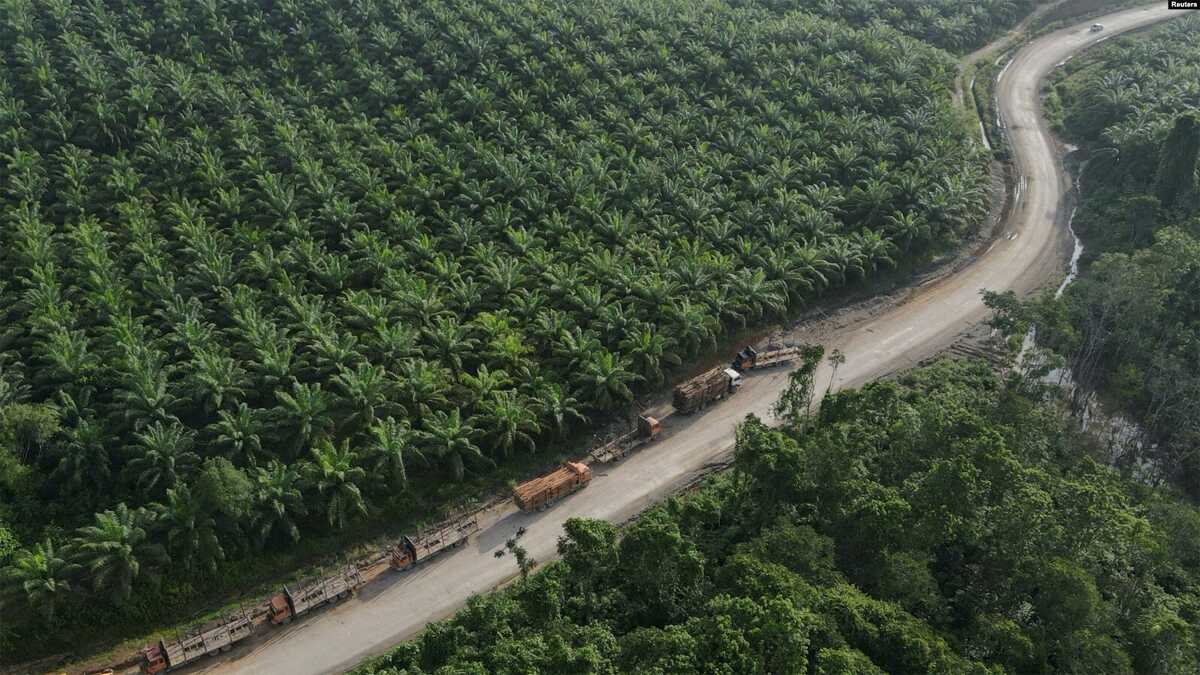 perkebunan kelapa sawit di IKN ILUSTRASI - Deretan truk terlihat di dekat perkebunan kelapa sawit di sebuah desa yang terletak dekat Ibu Kota Nasional Nusantara, di Sepaku, Kalimantan Timur, , 8 Maret 2023. (REUTERS/Willy Kurniawan)