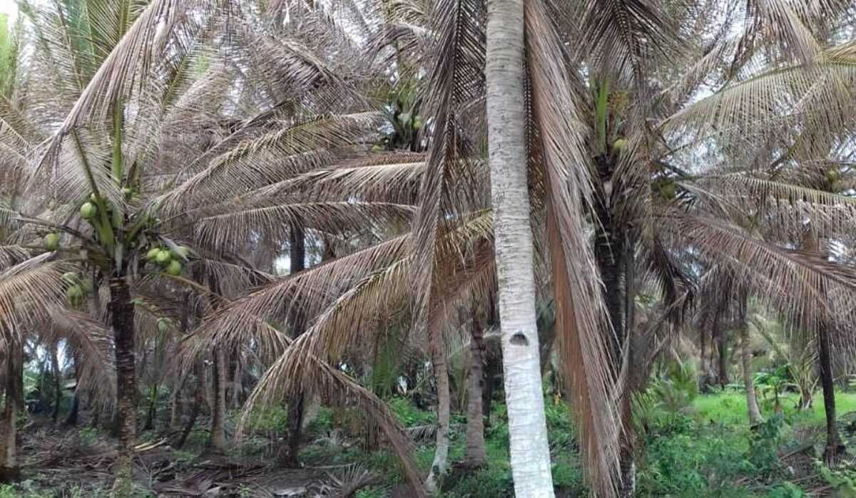 pohon kelapa diserang hama