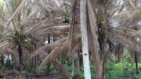 pohon kelapa diserang hama