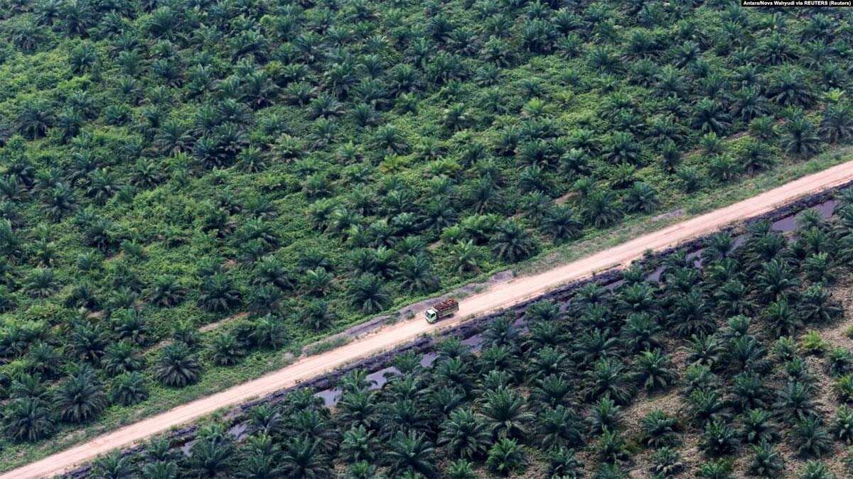 lahan sawit FILE - Perkebunan kelapa sawit di Kabupaten Musi Banyuasin, Sumatra Selatan, 2 Agustus 2016. (Antara/Nova Wahyudi via REUTERS)