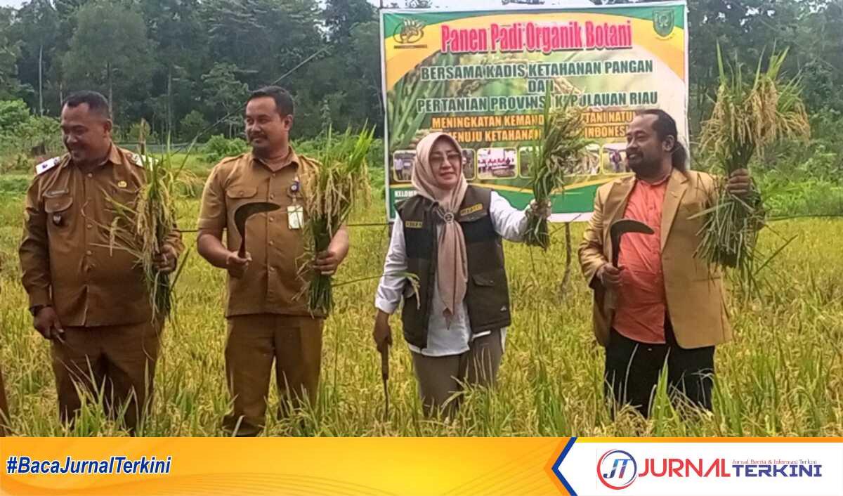 panen padi Natuna Kepala Dinas Ketahanan Pangan dan Pertanian Provinsi Kepri, Rika Azmi STP. MM saat ikut panen Padi Organik Botani di Desa Tapau, Selasa 21 November 2023. (foto : jr ronald)