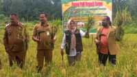 panen padi Natuna Kepala Dinas Ketahanan Pangan dan Pertanian Provinsi Kepri, Rika Azmi STP. MM saat ikut panen Padi Organik Botani di Desa Tapau, Selasa 21 November 2023. (foto : jr ronald)
