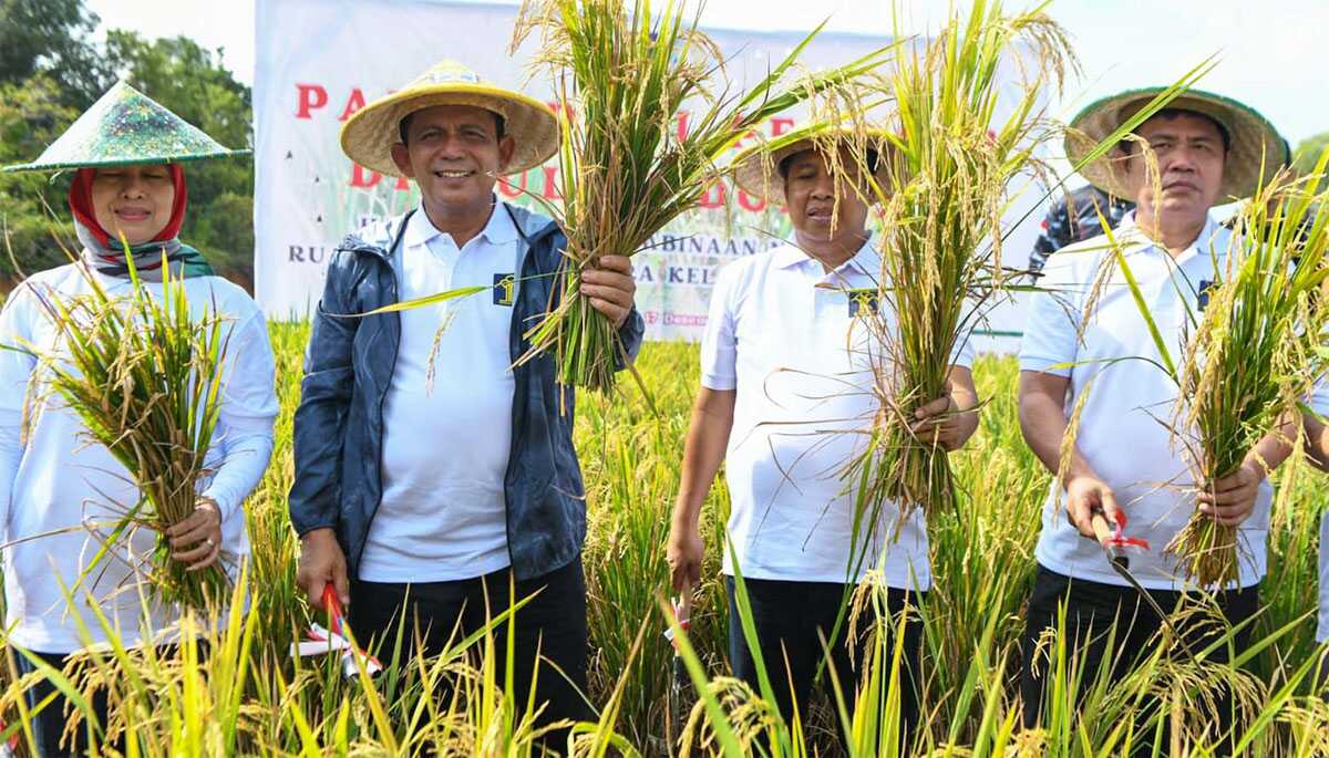 gubernur ansar panen perdana padi di tanjungpinang Panen Padi Perdana Hasil Program Pembinaan Narapidana di Sarana Asimilasi dan Edukasi Rumah Tahanan Negara Kelas 1 Tanjungpinang, Pulau Dompak, Tanjungpinang, Minggu (17/12/2023). (Dok Diskominfo Kepri)