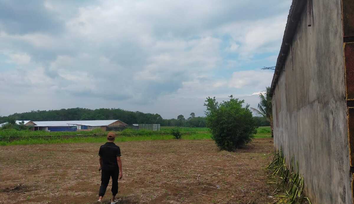 kandang ayam Seorang warga mengamati sebuah kandang ayam yang terletak di Desa Suro, Kecamatan Muara Beliti, Kabupaten Musi Rawas, Selasa (5/12/2023). (Jurnalterkini.id/alam budi kesuma)