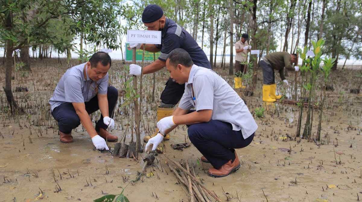 PT Timah Tbk menanam bibit mangrove di pesisi pantai Kecamatan Kundur Barat, Kabupaten Karimun, Kepulauan Riau. (dok Humas PT Timah Tbk)