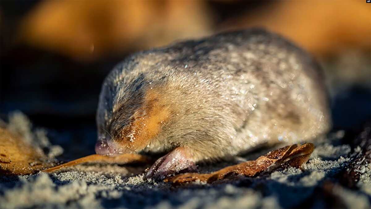 FILE - Para peneliti di Afrika Selatan menemukan kembali spesies mole (tikus tanah) berbulu keemasan yang mampu “berenang” melalui bukit pasir setelah tidak terlihat selama lebih dari 80 tahun dan dianggap punah. (Nicky Souness/Endangered Wildlife Trust via AP)