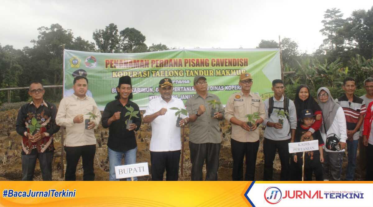 Bupati Karimun Aunur Rafiq menanam pisang cavendish di sela kunjungan ke koperasi tani di Kecamatan Kundur Utara, Kamis (25/1/2024). (JurnalTerkini.id/yogi)