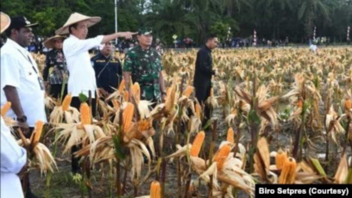 food estate Presiden Jokowi berharap Food Estate dengan varietas jagung di Kabupaten Keeroom, Papua bisa memenuhi kebutuhan jagung nasional khususnya untuk wilayah Indonesia Timur. (Foto: Courtesy/Biro Setpres)