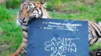 harimau Sumatera di London Crispin, seekor harimau Sumatera, mencuri papan kapur penjaga saat inventarisasi di Kebun Binatang ZSL London, di London, Rabu, 3 Januari 2024. (AP/Kirsty Wigglesworth)