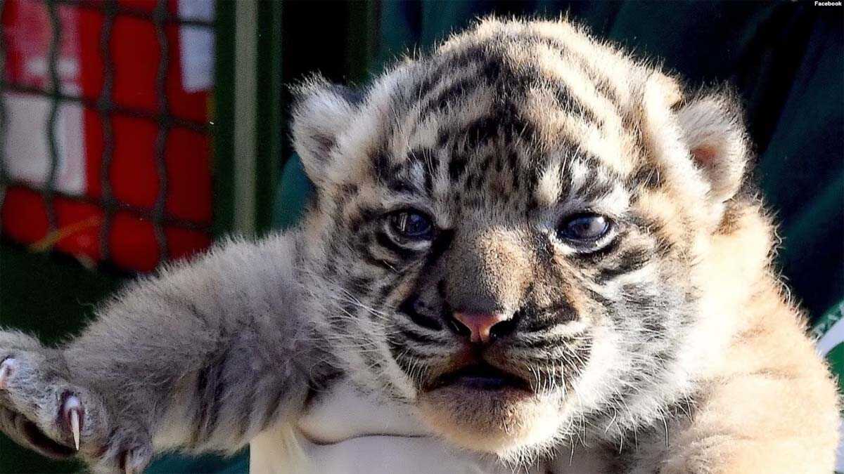 Seekor harimau sumatra betina lahir di Biopark Roma. Saat ini dia berhubungan dekat dengan induknya, Tila, di kawasan lindung dan tidak terlihat oleh publik. (facebook.com/bioparcoroma)
