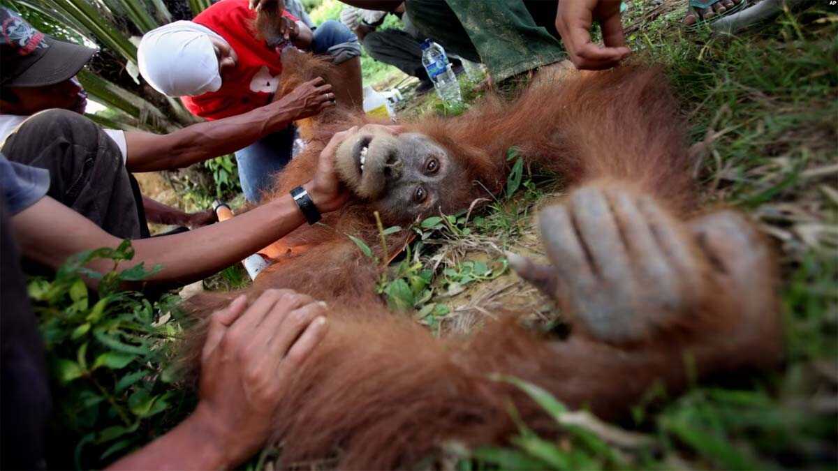 orangutan sumatra Dokter hewan Yenni Saraswati dari Program Konservasi Orangutan Sumatera (SOCP) memeriksa kondisi orangutan Sumatra yang terluka yang ditemukan oleh aktivis lingkungan di perkebunan kelapa sawit di desa Rimba Sawang, Aceh. (Foto: AP)