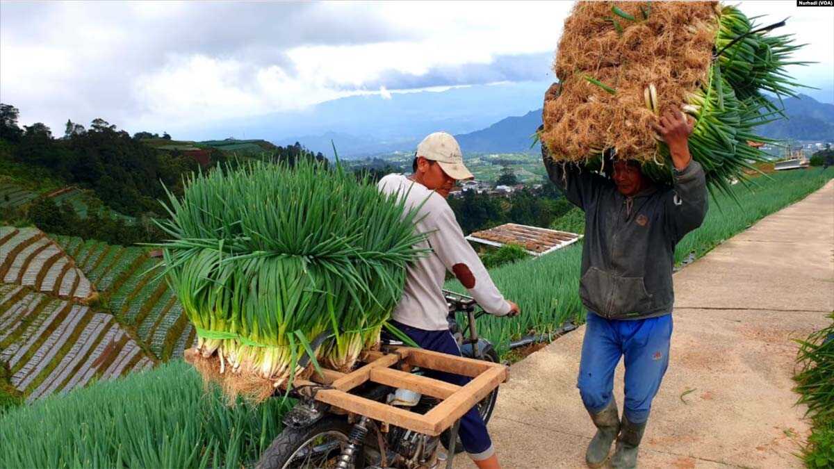Tak ada anak muda di tengah kesibukan petani memanen tanamannya. (Foto: VOA/Nurhadi)