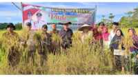 Panen-Perdana-06-02-2024-01-620x330 Bupati Natuna, Wan Siswandi didampingi Wakil Bupati Natuna, Rodhial Huda saat menghadiri panen padi perdana Desa Payak Kecamatan Serasan Timur, Selasa (6/2/2024). (foto : dokumentasi pribadi)