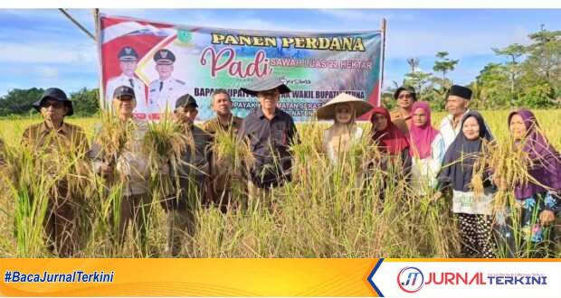 Bupati Natuna, Wan Siswandi didampingi Wakil Bupati Natuna, Rodhial Huda saat menghadiri panen padi perdana Desa Payak Kecamatan Serasan Timur, Selasa (6/2/2024). (foto : dokumentasi pribadi)