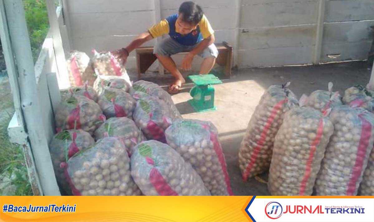 guru juragan duku musi rawas Febri Yulardi, pengepul dulu yang juga guru SMKN Muara Beliti, Kecamatan Musi Rawas menimbang duku dagangannya di rumahnya, Jumat (9/2/2024). (jurnalterkini.id/alam budi kesuma)