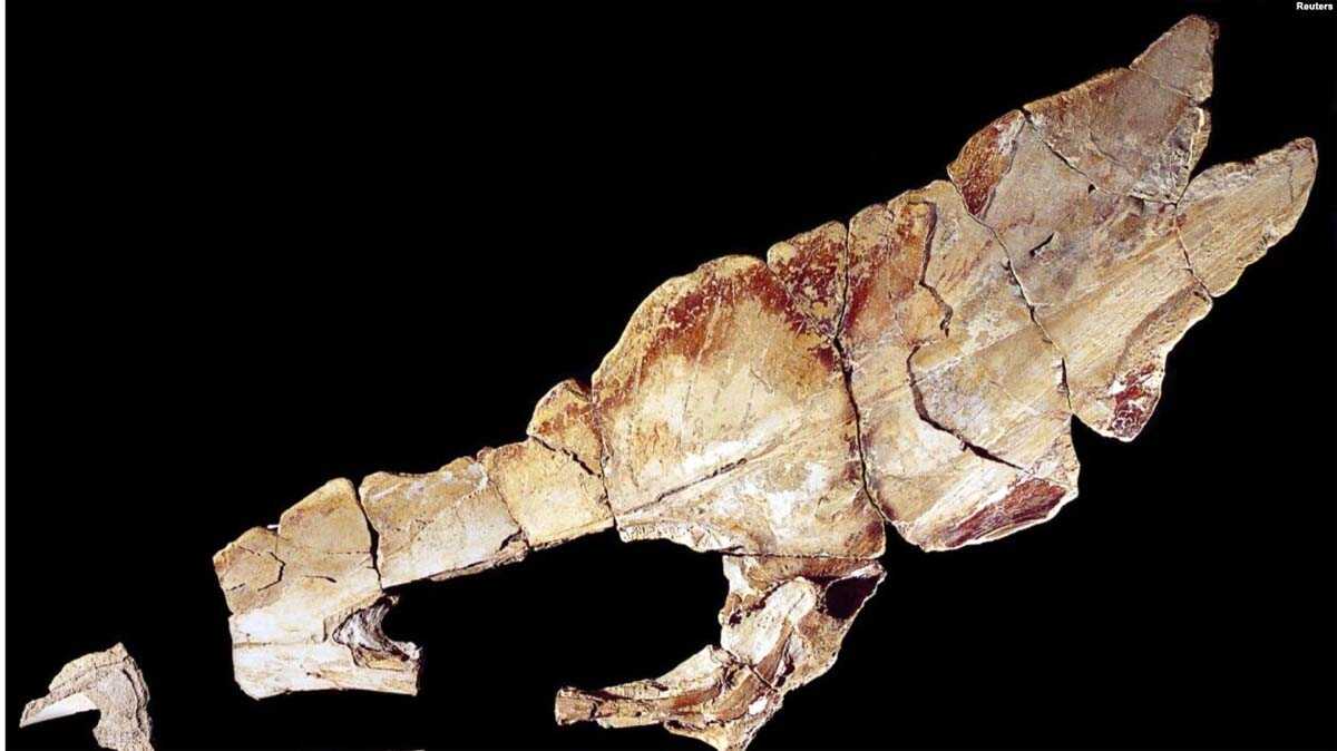 Para ilmuwan menemukan sisa-sisa salah satu makhluk paling aneh yang pernah ditemukan-- reptil terbang yang hidup pada zaman dinosaurus. (Foto: Reuters)