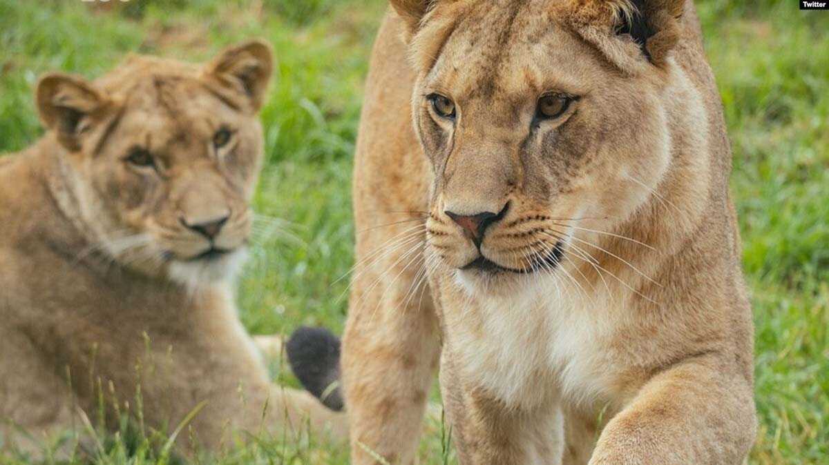Singa-singa di kebun binatang Whipsnade, Inggris. (Twitter/ZSLWhipsnadeZoo)