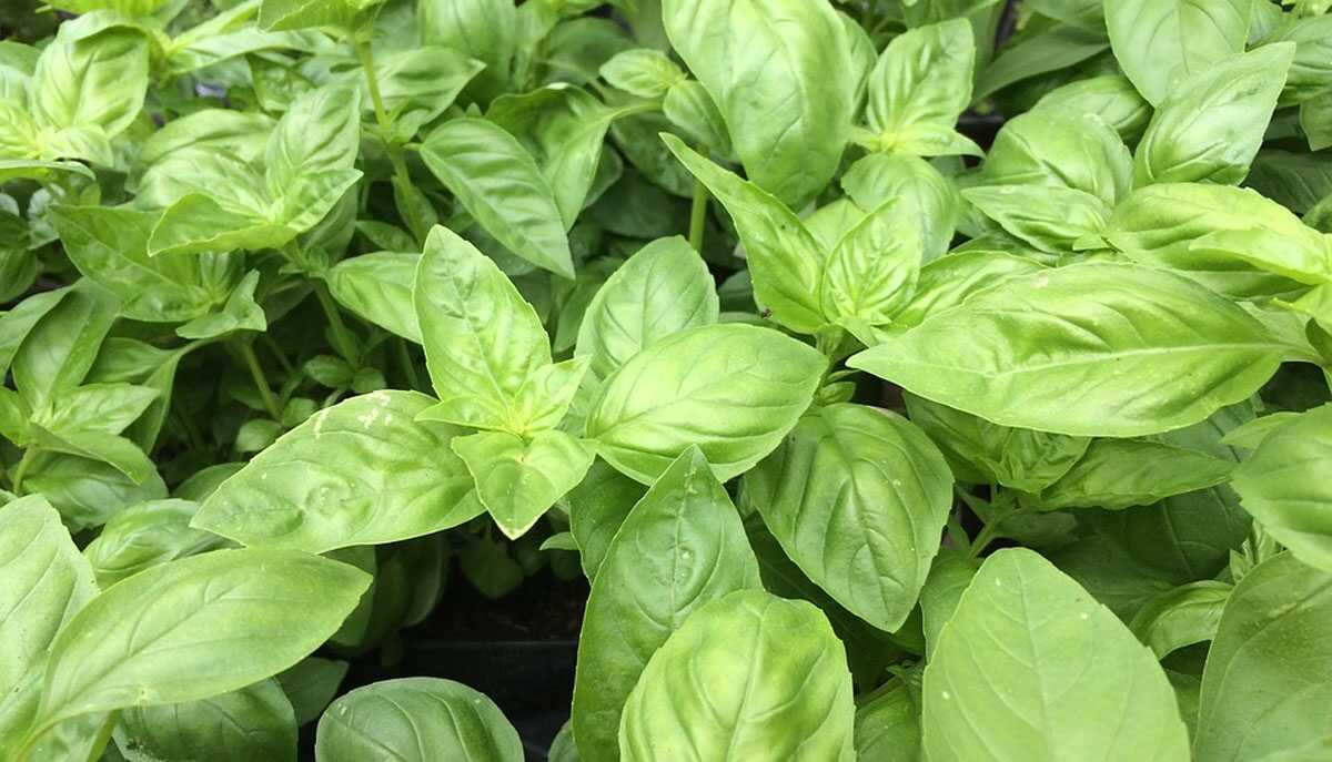 daun kemangi