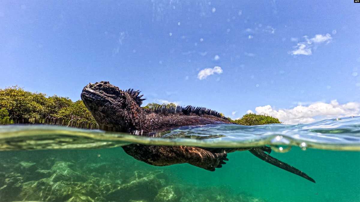 iguana laut Seekor iguana laut (Amblyrhynchus cristatus) terlihat di Teluk Tortuga di Pulau Santa Cruz, bagian dari kepulauan Galapagos di Ekuador, pada 6 Maret 2024. (Foto: AFP)