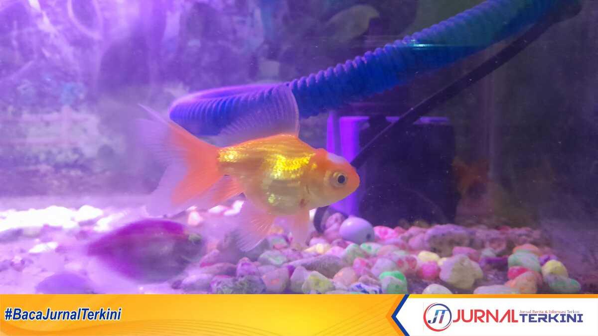 Ikan koki dalam akuarium (jurnalterkini.id/yogi)