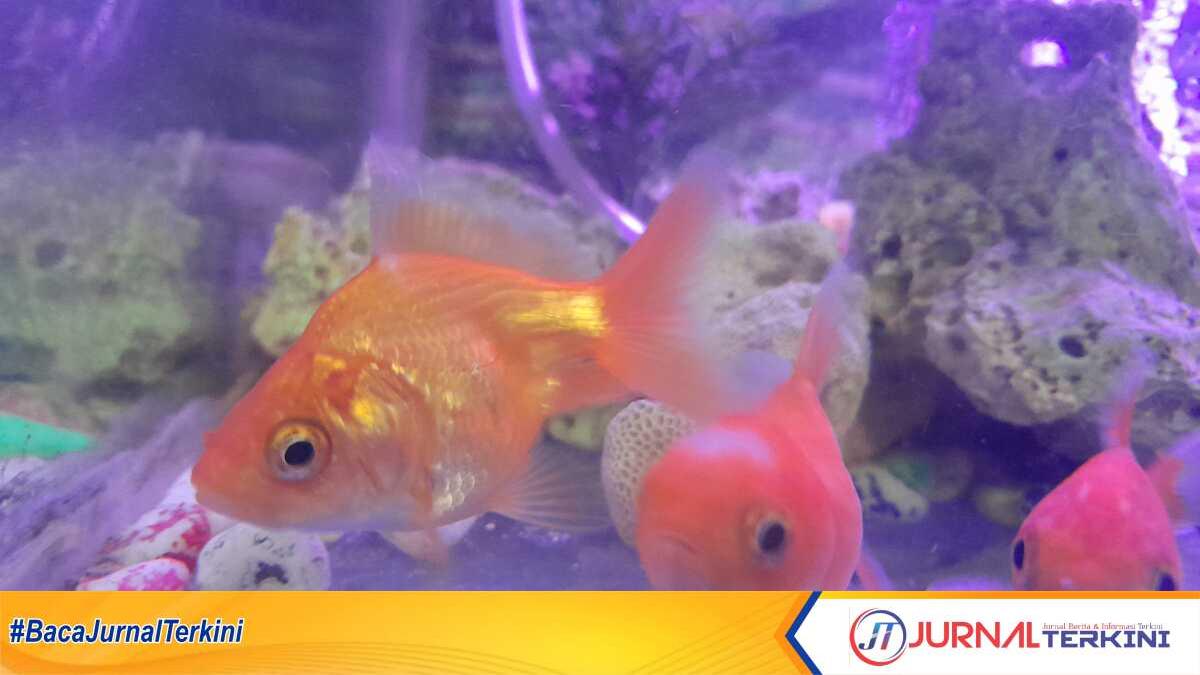 Ikan koki di akuarium milik Jerry (jurnalterkini.id/yogi)