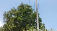 Pohon tumbang yang mengenai kabel SUTM sehingga menyebabkan listrik di Karimun padam total atau blackout pada Selasa (19/3/2024) sekitar pukul 12.10 WIB. (foto: PLN Karimun)