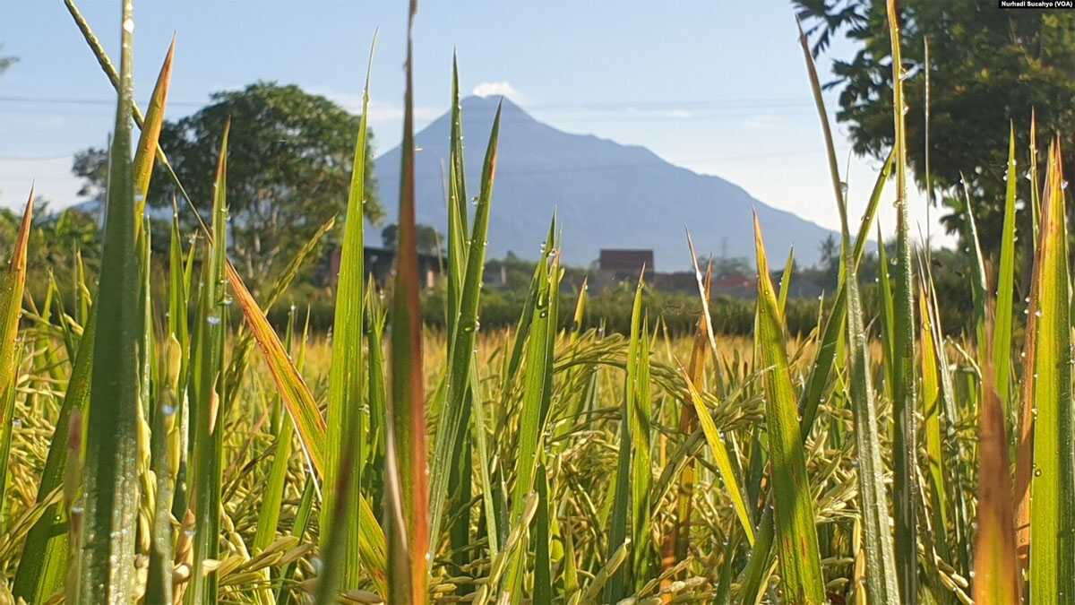 padi di sleman Padi siap panen di Sleman, DI Yogyakarta. (Foto: VOA/Nurhadi Sucahyo)