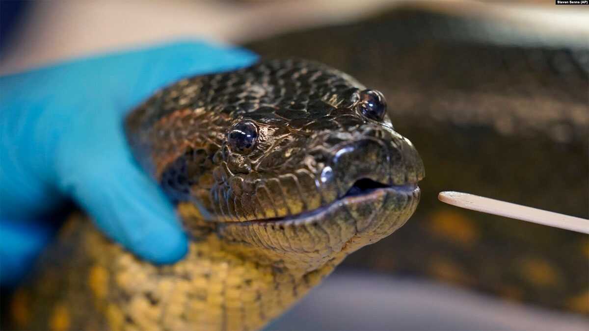 spesies anakonda di amazon FILE - Seekor ular anakonda betina berusia 13 tahun bernama "Wilson" saat diiperiksa giginya di akuarium Boston, Mass., 27 April 2021.
