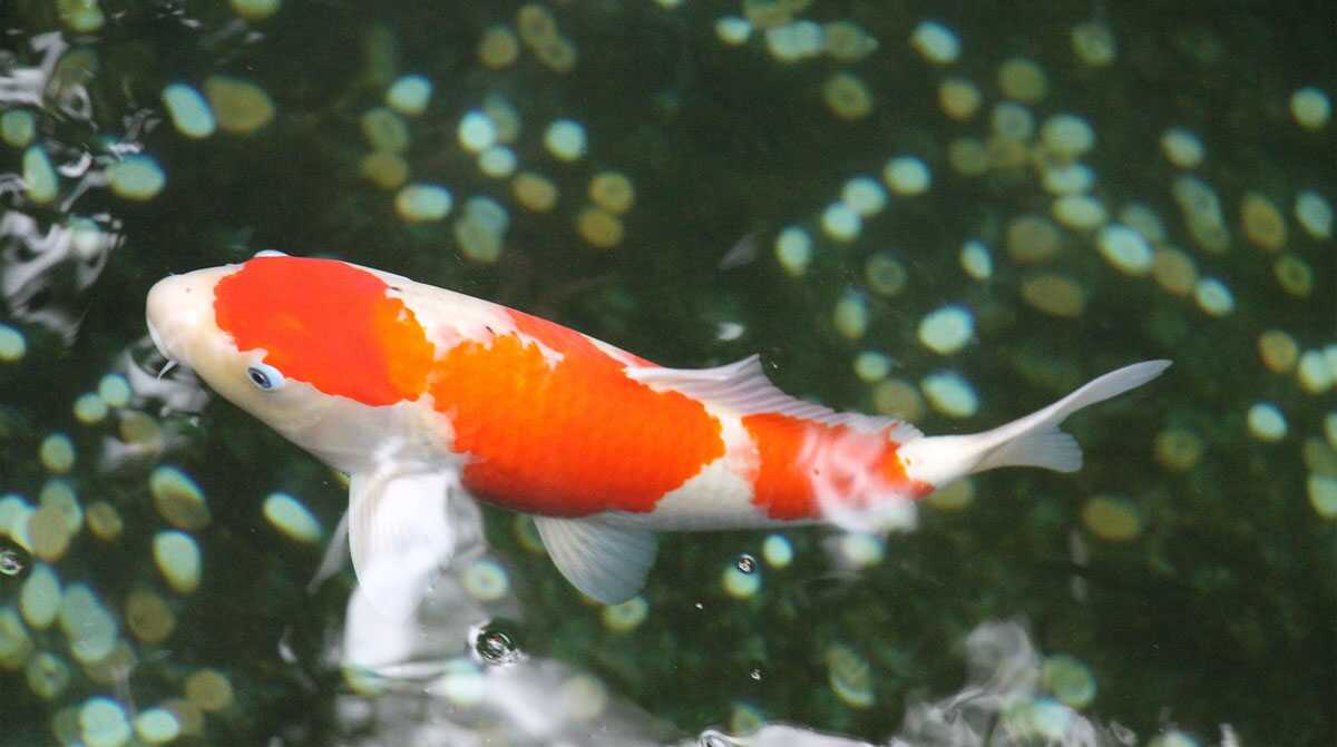 tips budiaya ikan koi