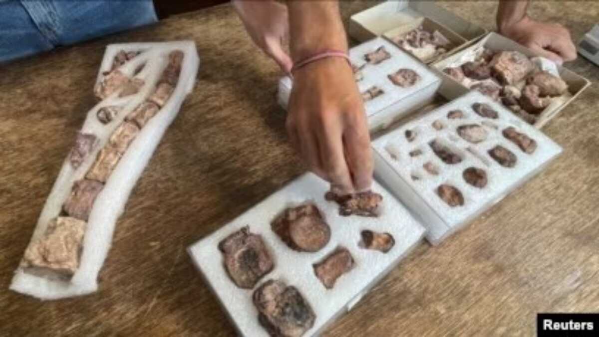 chakisaurus nekul Tim pakar paleontologi Argentina menunjukkan fosil 'Chakisaurus nekul,' sebuah dinosaurus herbivora terbaru yang hidup sekitar 90 juta tahun lalu di Patagonia, di museum sains nasional Buenos Aires, pada 24 April 2024. (Foto: Reuters/Miguel Lo Bianco)