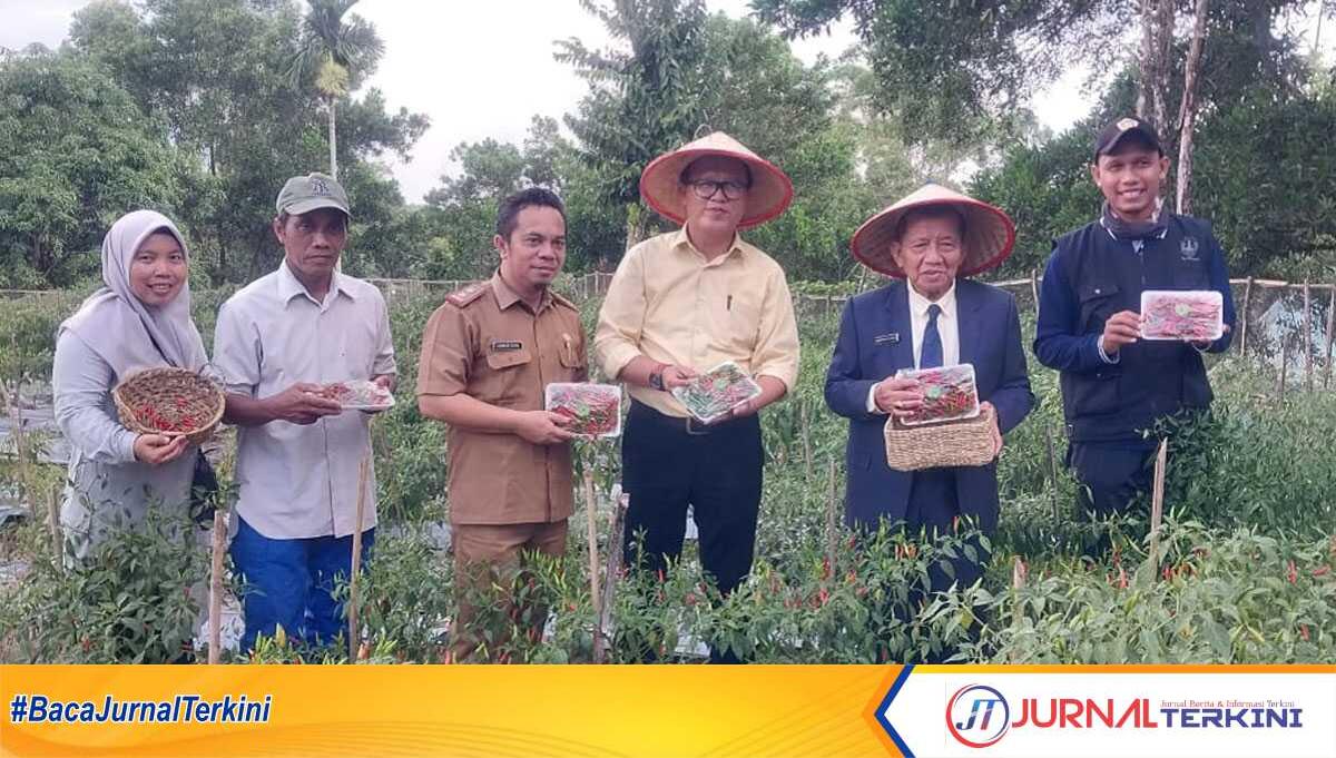 Wakil Bupati PALI, Drs. H. Soemarjono panen perdana cabai di lingkungan Kantor Pemerintah Bumi Serepat Serasan, Rabu (5/6/2024). (jurnalterkini.id/alam budi kesuma)