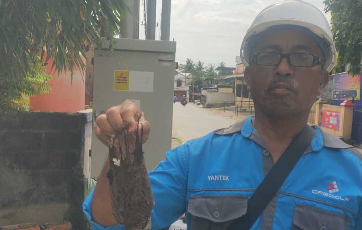 Teknisi PLN ULP Tanjung Balai Karimun memperlihatkan burung yang mati tersengat jaringan tegangan menengah yang menyebabkan listrik di Pulau Karimun Besar padam mendadak pada Selasa (4/6/2024) pagi sekitar pukul 07.45 WIB. (foto: PLN Karimun)