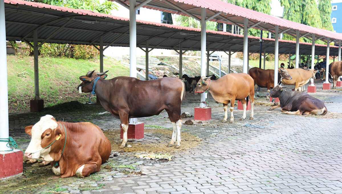 hewan kurban bp batam Sapi-sapi kurban dari BP Batam siap disembelih di Masjid BJ Habibie, Batam Centre, Rabu (19/6/2024). (foto: humas bp batam)