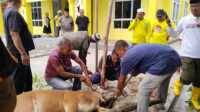 Penyembelihan sapi kurban di Hari Raya Idul Adha di Kantor DPD Partai Golkar Karimun, Rabu (19/6/2024). (jurnalterkini.id/yogi)