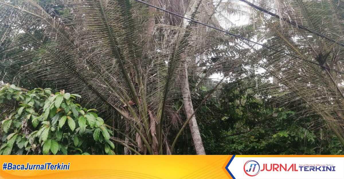 pohon mengering akibat ulat bulu di Karimun