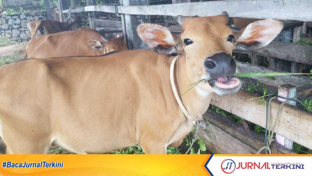 Sapi kurban persediaan peternak dan pemasok lokal Karimun, Arifin Saleh Pakpahan di Bukit Senang, Tanjung Balai Karimun, Senin (3/6/2024). Harga jual sapi kurban berkisar Rp24 juta sampai Rp30 juta. (jurnalterkini.id/yogi)