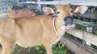 Sapi kurban persediaan peternak dan pemasok lokal Karimun, Arifin Saleh Pakpahan di Bukit Senang, Tanjung Balai Karimun, Senin (3/6/2024). Harga jual sapi kurban berkisar Rp24 juta sampai Rp30 juta. (jurnalterkini.id/yogi)