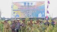 Bupati PALI Heri Amalindo panen perdana padi di Desa Betung Barat, Kecamatan Abab, Kabupaten Penukal Abab Lematang Ilir (PALI), Senin (25/03/2024). (JurnalTerkini.id/alam budi kesuma)