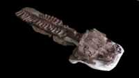 kerangka salamander raksasa Kerangka hampir lengkap dari fosil makhluk mirip salamander raksasa yang ditemukan di Namibia, disimpan di laboratorium Paleontologi di Cape Town, Afrika Selatan, 2 Juli 2018. (Claudia Marsicano via AP)