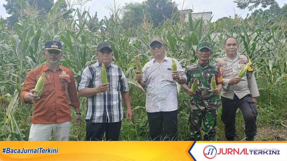 panen jagung gapoktan bangun sari mandiri karimun Panen jagung Gapoktan Bangun Sari Mandiri dihadiri Kepala Dinas Pangan dan Pertanian Karimun Sukrianto Jaya Putra (tengah), Lurah Harjosari (kiri), Ketua Gapoktan Bangun Sari Mandiri (2 kiri), babinsa dan bhabinkamtibmas di Kelurahan Harjosari, Kecamatan Tebing, Kabupaten Karimun, (8/7/2024). (jurnalterkini.id/edy kencana)