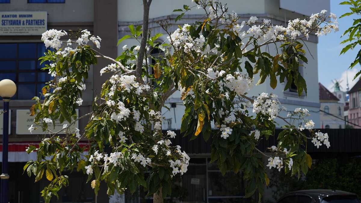 Bunga tabebuya mirip bunga sakura di Jepang bermekaran di sepanjang jalur pedestrian Batam Center, Kota Batam, Jumat (23/8/2024). (foto: humasbpbatam)
