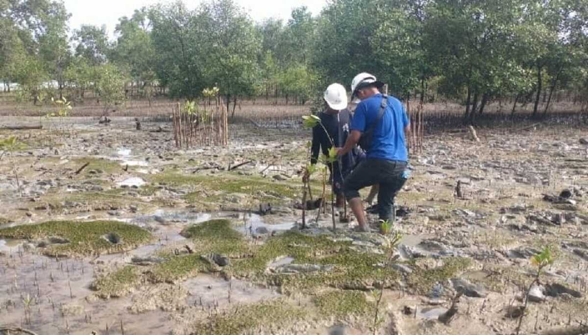 pt timah menanam mangrove PT Timah menanam 2.500 pohon mangrove di Desa Gemuruh, Kecamatan Kundur Barat, Kabupaten Karimun, Kepulauan Riau pada Selasa (13/8/2024). (foto: dokumentasi pribadi)